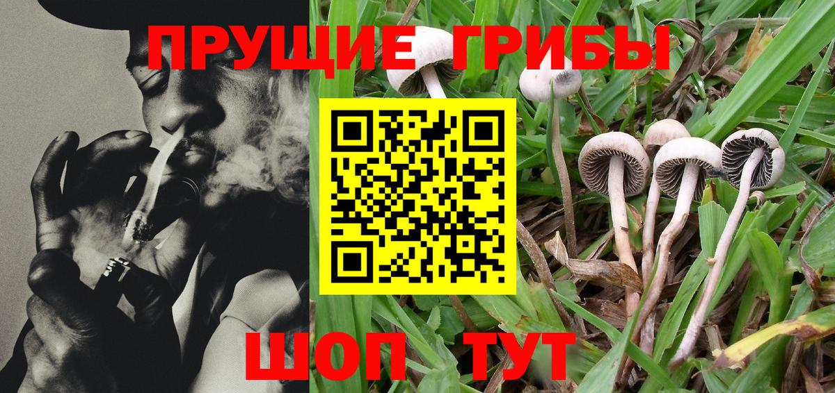 купить   Галлюциногенные грибы Magic Shrooms  Вход с VPN  Фурманов 